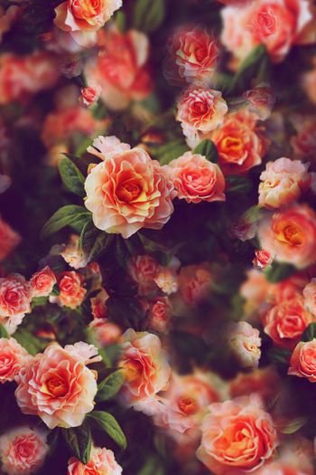 蔷薇印花华亿平台图片