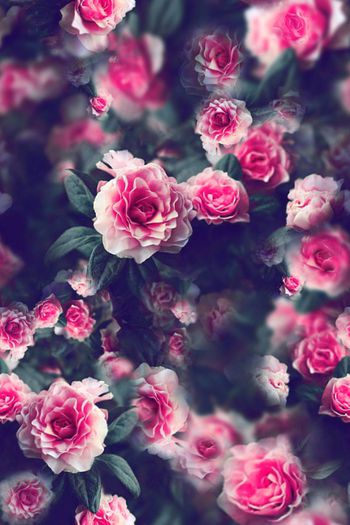 445235-写实梦幻丝绸花卉