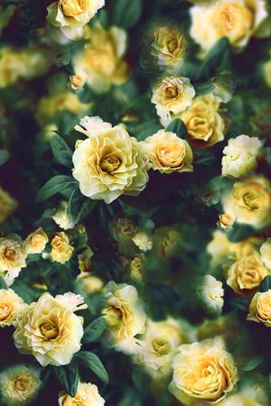 蔷薇印花华亿平台图片