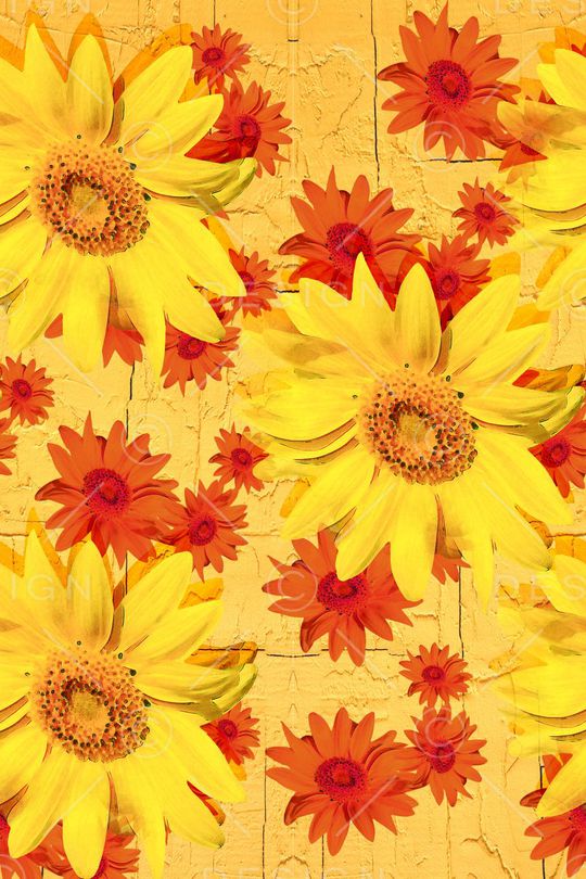 菊花印花华亿平台图片