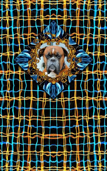 446127-格纹狗头定位华亿平台