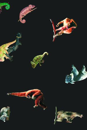 动物排版印花华亿平台图片