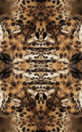 446517-豹纹豹子豹皮组合男装外套夹克女装连