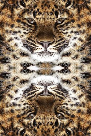 豹脸印花华亿平台图片