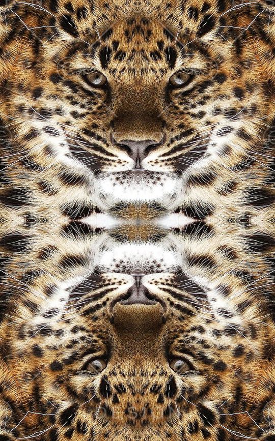 豹脸印花华亿平台图片