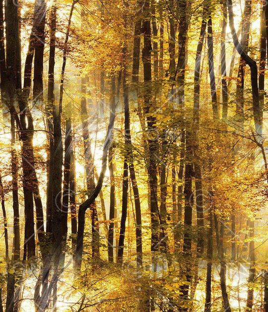 L.D~景观印花华亿平台图片