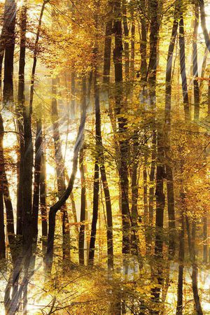 L.D~景观印花华亿平台图片