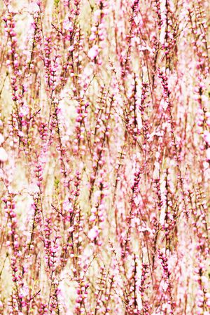 甜美 清新印花华亿平台图片