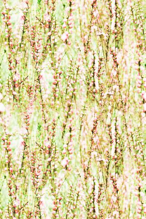 甜美 清新印花华亿平台图片