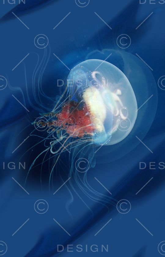 L.D~动物印花华亿平台图片