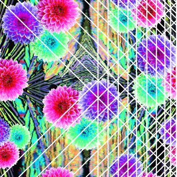 449211-大丽菊花卉