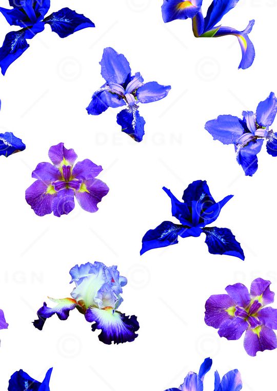 鸢尾印花华亿平台图片