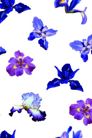 鸢尾印花华亿平台图片