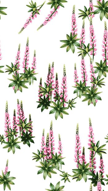 450066-风信传情 花朵花卉