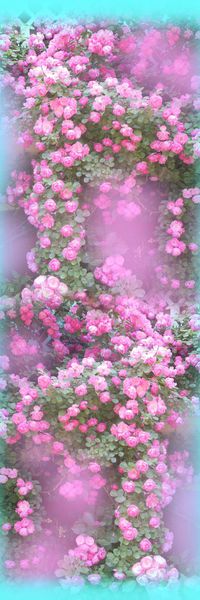 花 月季印花华亿平台图片