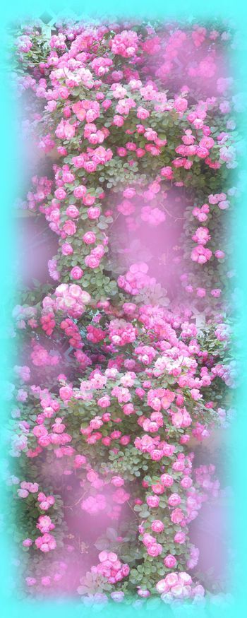 花 月季印花华亿平台图片