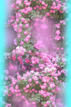 花 月季印花华亿平台图片