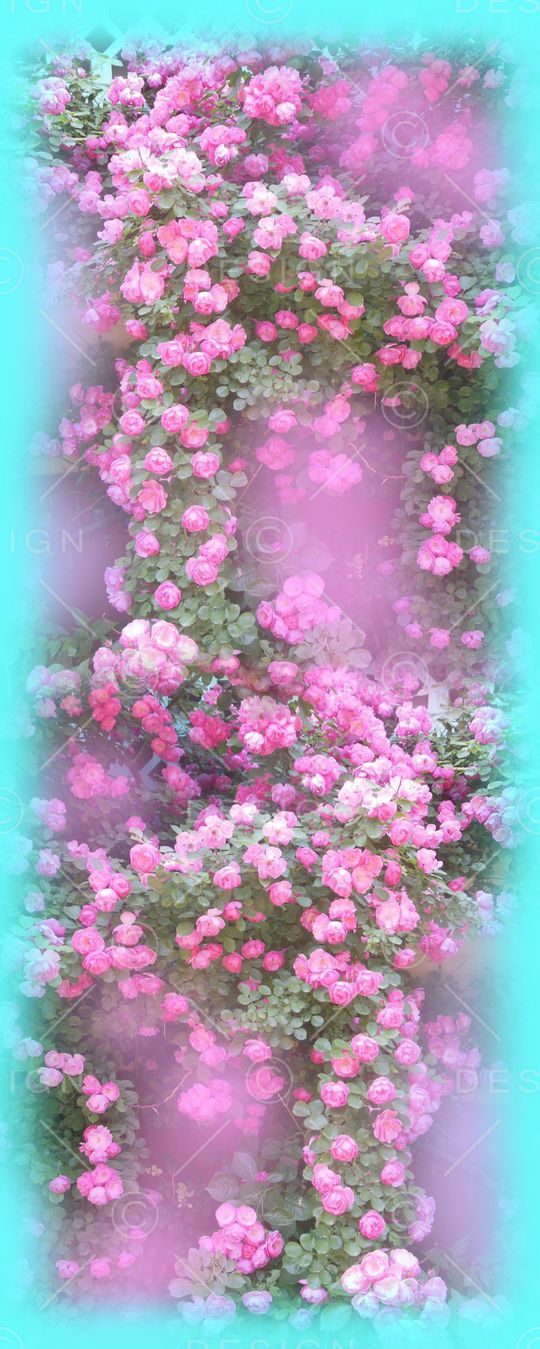 花 月季印花华亿平台图片