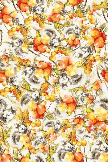 452537-	树上的考拉