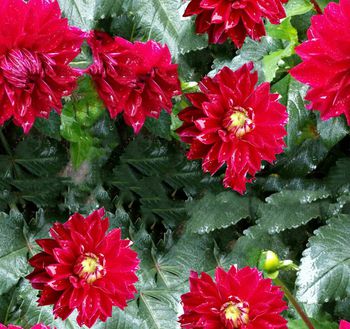 452729-花开富贵 花卉牡丹 田园植物