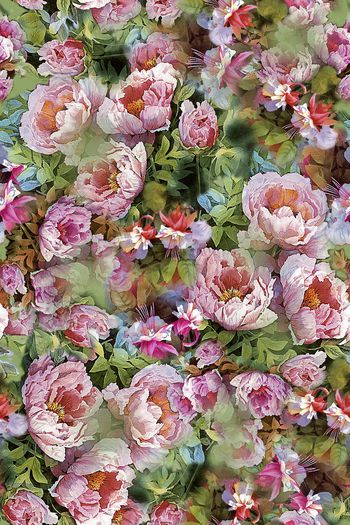 454541-农家乐狂欢 植物草本 花卉花朵 玫