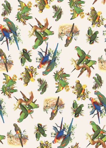 454685-	时尚简约复古鹦鹉动物数码印花