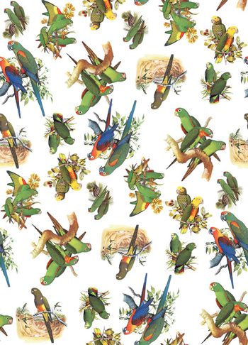 454686-	时尚简约复古鹦鹉动物数码印花