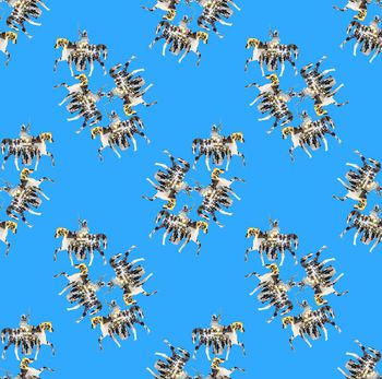 454876-时尚骑马爵士