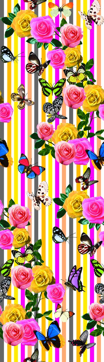 455245-玫红条蝴蝶花