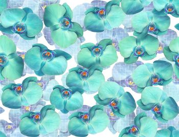 455763-	时尚拼贴兰花花卉组合数码印花