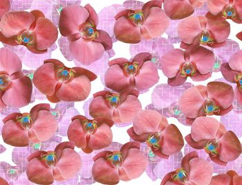 455764-	时尚拼贴兰花花卉组合数码印花