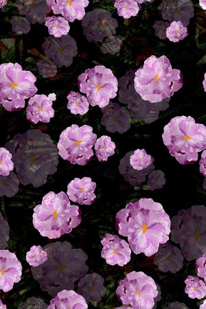 韩版印花华亿平台图片