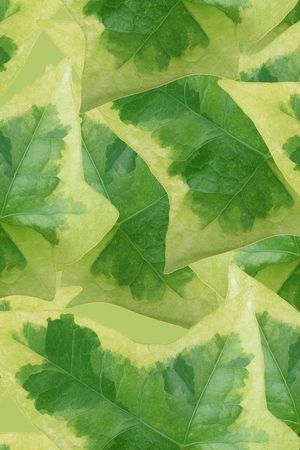 夹克华亿平台印花华亿平台图片