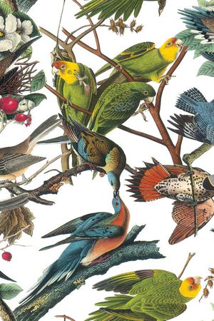 热带雨林印花华亿平台图片