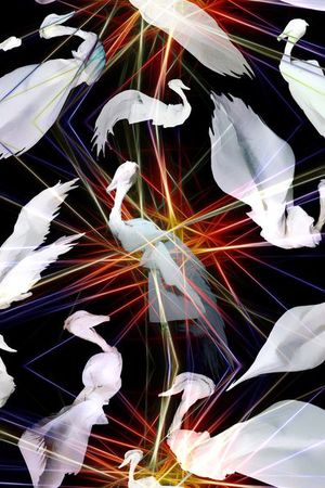 鸟印花华亿平台图片