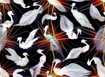 456648-时尚潮流 仙气 炫光飞鸟