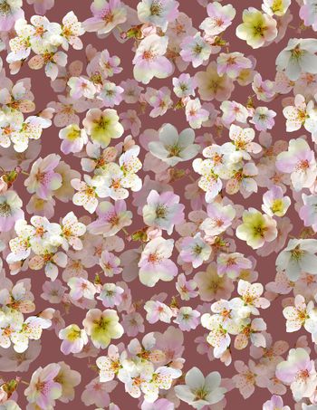 456723-	流行时尚大牌梨花小碎花渐变数码印