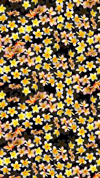 456775-时尚优雅小清新鸡蛋花渐变小碎花组合