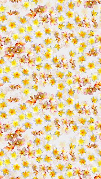 456777-时尚优雅小清新鸡蛋花渐变小碎花组合