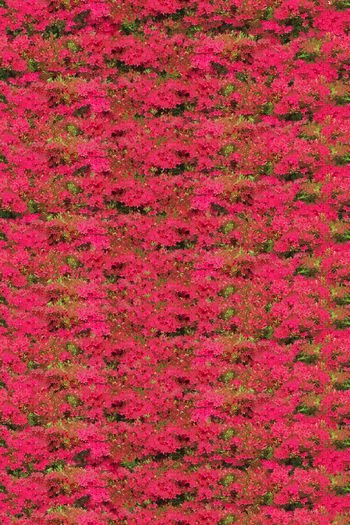 456783-手绘风格抽象万花丛 泳装内衣适用