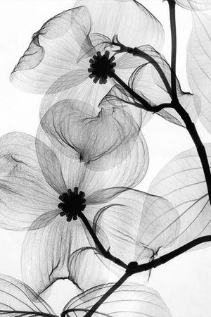 花朵印花华亿平台图片