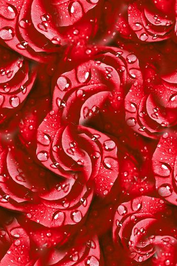 457715-妖姬花卉纹理