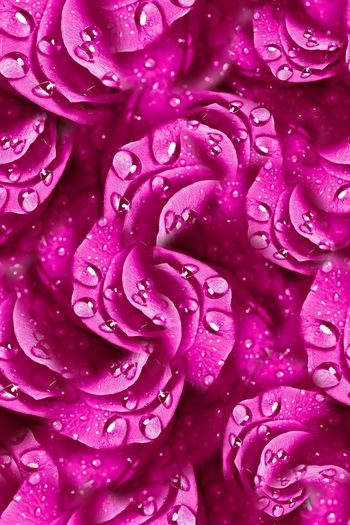 457717-妖姬花卉纹理