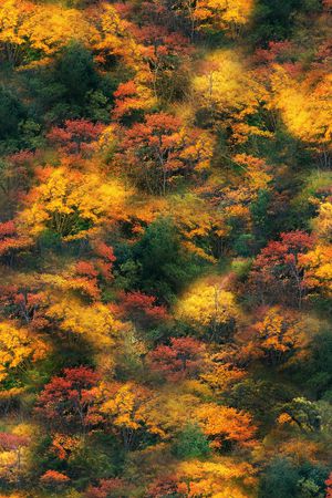 迷彩印花华亿平台图片