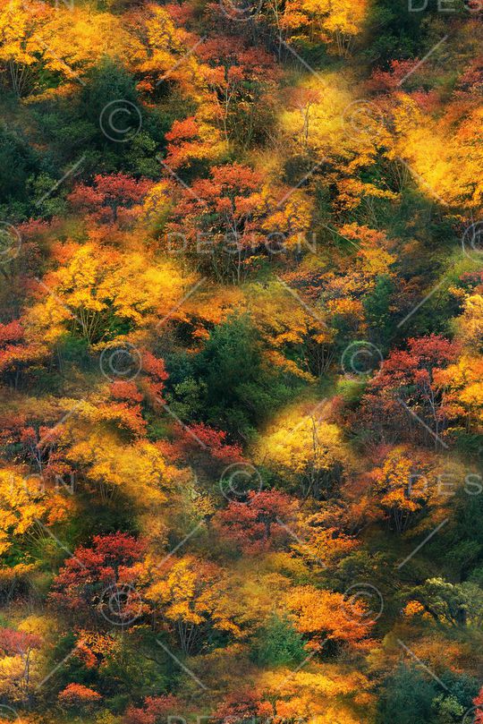 迷彩印花华亿平台图片