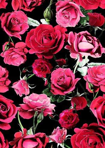 457979-紋理玫瑰花