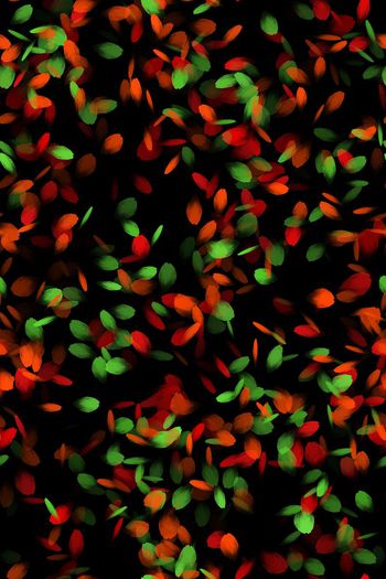 457987-抽象手绘花瓣撞色秋冬女装半身裙外套