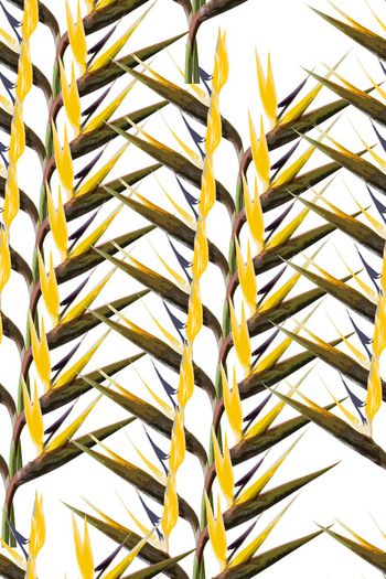 460808-手绘风格抽象花卉  鹤望兰