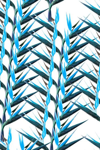 460826-手绘风格抽象花卉  鹤望兰