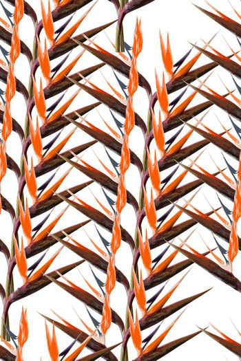 460827-手绘风格抽象花卉  鹤望兰